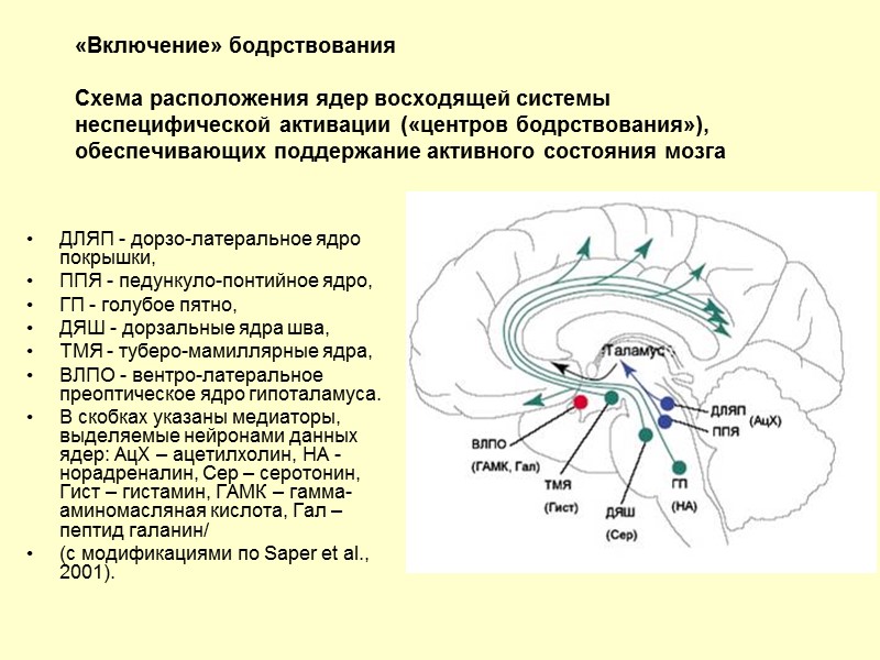 «Включение» бодрствования  Схема расположения ядер восходящей системы неспецифической активации («центров бодрствования»), обеспечивающих поддержание